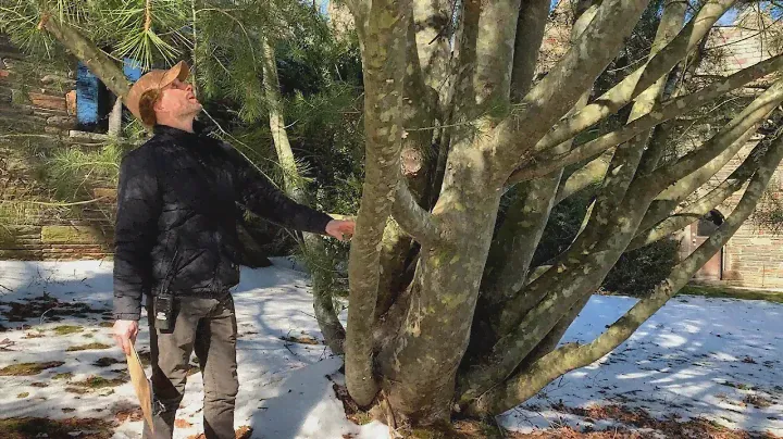Lunchtime Tour: Winter Highlights from Small to Tall